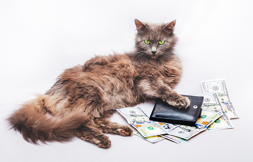 Sorry, she left it all to the cat…